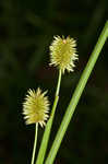 Pine barren flatsedge